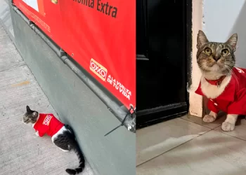 Gato ‘Silvano’ recibe su uniforme de trabajo en OXXO de Victoria 