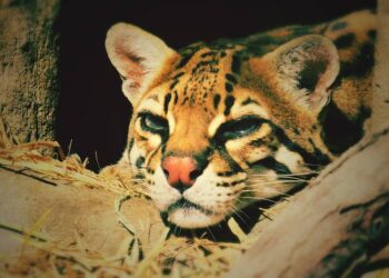 Tras hallazgo de tigrillos calcinados, prohibirán quemas agrícolas que incumplan norma