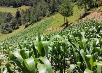 “La intervención del crimen organizado en el campo es muy grave”