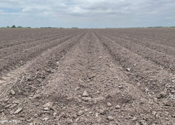 Brownsville entra en la etapa 2 de sequía