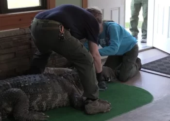 Cocodrilo ciego de 11 pies (3.3 mts.) y 750 libras (340 kg.) incautado de una casa en Nueva York