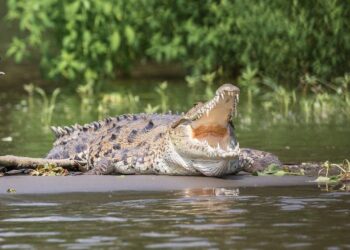 Oficina de aduanas estadounidense niega rumores sobre “siembra” de cocodrilos en el rio Bravo