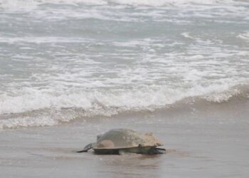 Dan penas de hasta nueve años en prisión por robo de huevos de tortuga: es un delito federal