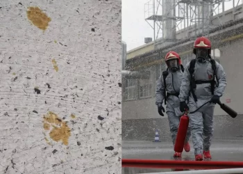 Buscan en japón a un “gato radiactivo”