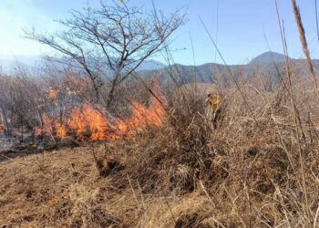 Incendios forestales se desatan en Veracruz, PC informa 5 en diferentes partes