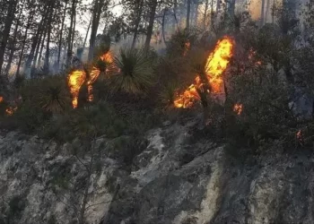 Incendio en sierra de Miquihuana, Tamaulipas ha consumido 30 hectáreas