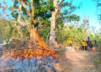 Cumple cuatro días incendio forestal en Acapulco