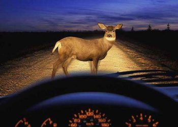 Hombre muere al atropellar a un Venado