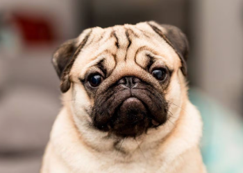 Arrestan a hombre por maltratar a un perro