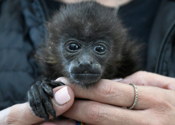 Arrestan a mujer por traficar tres monos araña