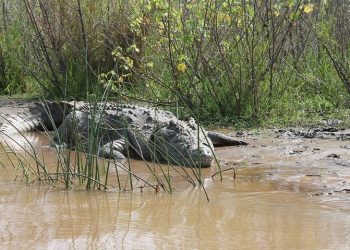 Autoridades advierten presencia de lagartos en el Condado Cameron