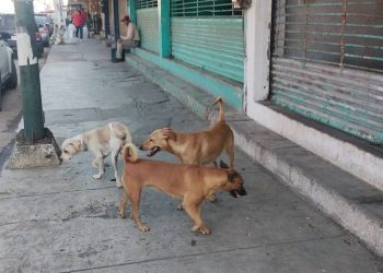Temen por sus mascotas tras presuntos casos de envenenamiento en la zona norte de Tampico