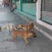 Temen por sus mascotas tras presuntos casos de envenenamiento en la zona norte de Tampico