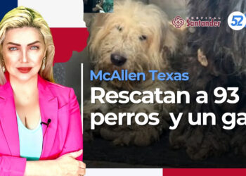 Rescatan a 93 perros y un gato
