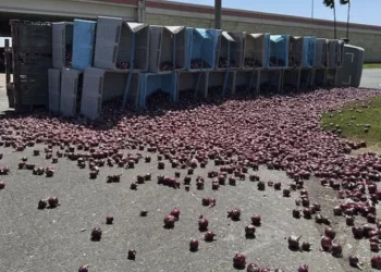 Vuelca camión, derrama cebollas en la carretera