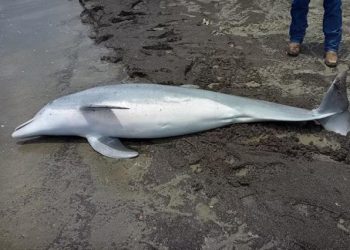 Ofrecen recompensa de $20,000 dólares para encontrar al asesino de un delfín en Lousiana