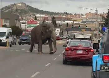Elefante escapa del circo y deambula por las calles de Montana