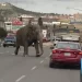 Elefante escapa del circo y deambula por las calles de Montana