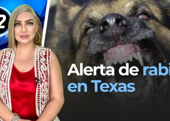 Alerta de rabia en Texas