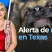 Alerta de rabia en Texas