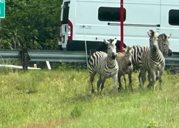 Todo un circo: Capturan cebras fugitivas en Washington, pero una todavía anda una suelta