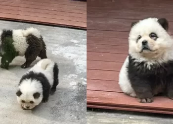 China: indignación en zoológico por perros pintados como osos panda