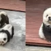 China: indignación en zoológico por perros pintados como osos panda