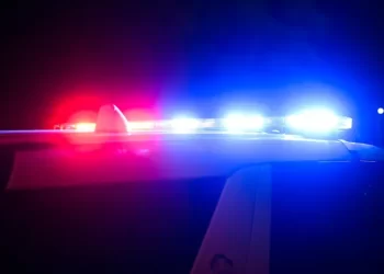 “El mejor amigo del hombre”: Perro salva a una mujer de un intento de violación