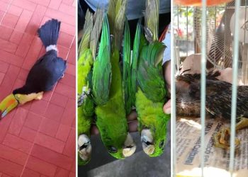 Aves caen muertas por ola de calor en la Huasteca Potosina