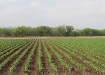Campo en Tamaulipas entre plagas y sequía: qué es la chicharrita del maíz y cómo afecta