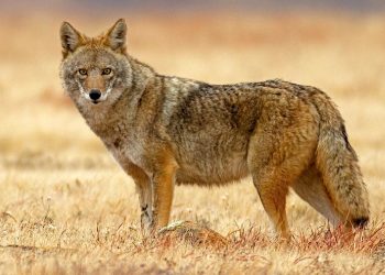 Coyotes invaden McAllen