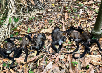 Mueren 83 monos aulladores por calor extremo en Tabasco