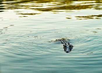 Advierten sobre la presencia de un lagarto suelto en Harlingen