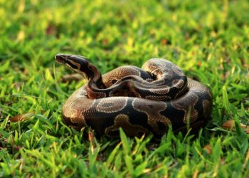 Encuentran Pitón en el Edificio Administrativo del Distrito Escolar de Mission