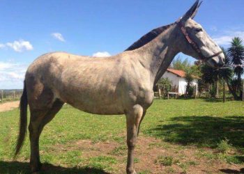 La muerte del abigeo Erineo Tijerina, 1863