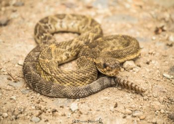 Capturan una víbora de cascabel en escuela primaria de Cd Victoria