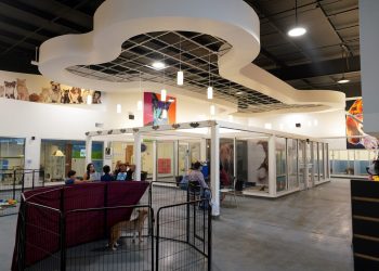 Control de animales rescata a más de 40 perros en un caso de acumulación de animales