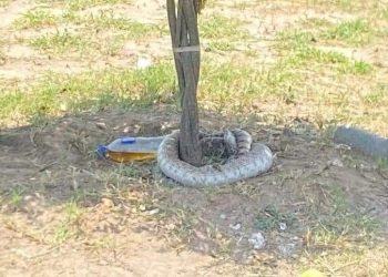 Reportan víbora cascabel en plaza pública