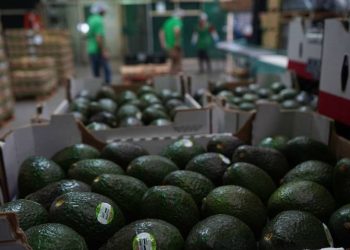 Bloqueo de exportación de aguacate y mango no aplica para todo el país, asegura Ken Salazar