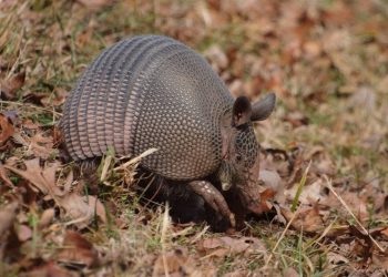 Precaución en carreteras de Reynosa: animales nativos emergen tras aguaceros