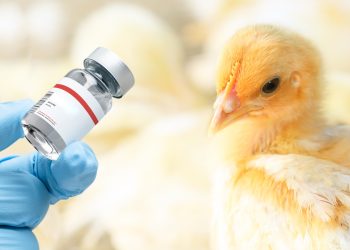 Expertos preparan vacuna para una posible pandemia de gripe aviar