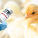 Expertos preparan vacuna para una posible pandemia de gripe aviar