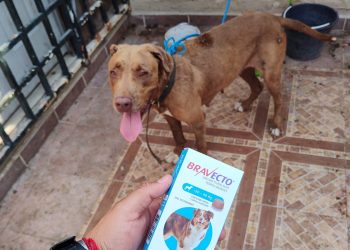 Gobierno de Reynosa comprometido con el cuidado animal