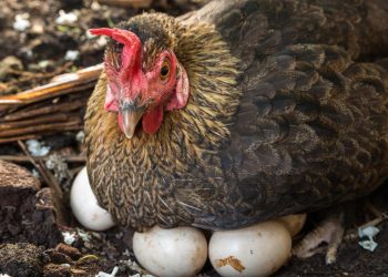 Se dispara precio de huevo en México