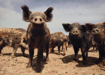 Abandonan animales en granja de Mission