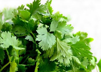 ¿Hay algún ingrediente que sustituya al cilantro?