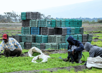 México ya es un país destino de migrantes, advierte la OIM