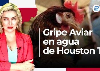 Gripe Aviar en agua de Houston TX