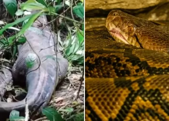 Mundo: Pitón de 5 metros se come a una mujer y encuentran su cadáver dentro
