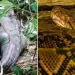 Mundo: Pitón de 5 metros se come a una mujer y encuentran su cadáver dentro